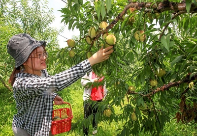 美丽梅州新闻摄影大赛丨蕉岭广福350亩鹰嘴桃丰收