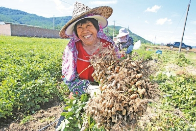 平远东石镇6000亩花生丰收 预计产值超5000万元