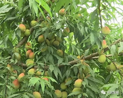 又是一年桃红时！平远八尺黄沙村200多亩鹰嘴桃开摘