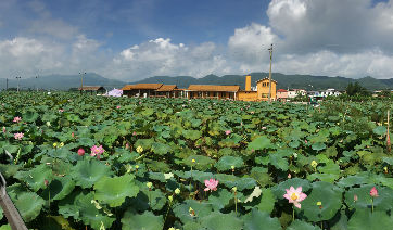 乡村振兴路径在哪？津粤鄂三省（市）参事来梅开展课题调研