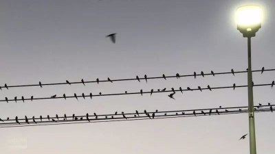 场面壮观！汤南新楼村逾万只燕子聚集电线杆栖息