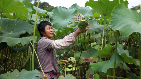 梅县石坑镇龙凤村：种莲子成村民增收“新引擎”