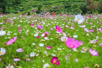 风吹格桑花，一浪一浪！这里是丰顺丰良格桑花海