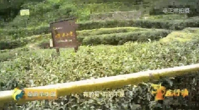 武夷岩茶520万1斤？福建南平：坚决扼制"天价茶"