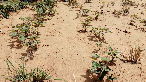 五华高速征地补偿未谈妥就施工，还毁了农作物？真相是…