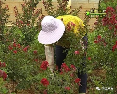 谁干的？平远湿地公园几百株红火箭紫薇遭毒手