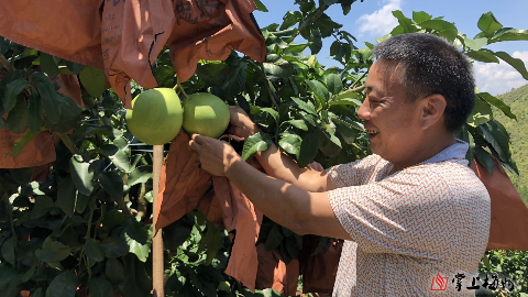 梅州新农人丨刘彩标：一位五华阿哥的三红柚情结