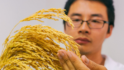 十年磨一剑！市农科院选育出首个水稻新品种“客乡一号”
