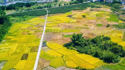 风吹稻浪！我市进入夏收农忙模式