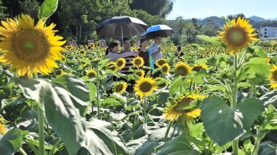 美丽梅州新闻摄影大赛｜向日葵花开引客来