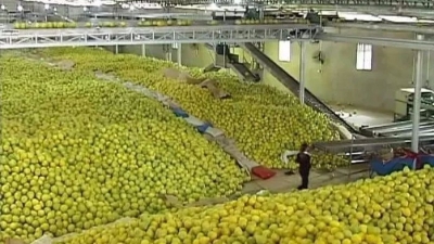 喜大普奔！梅县区金柚产业园入选这个省级名单