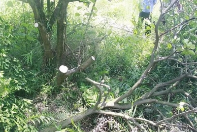 这棵树妨碍我种菜了，砍掉！梅县一男子办的糊涂事...