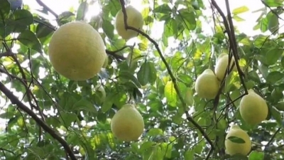 梅县区：适时采摘蜜柚 保质保量保品牌