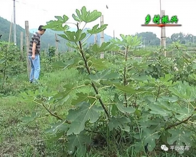 平远仁居发展特色产业打造幸福镇村，加快推动乡村振兴