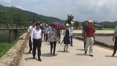 陈梅冰来平远考察生态宜居美丽乡村建设