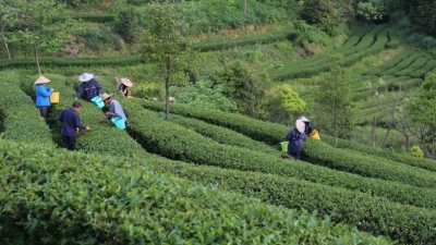 梅县大埔获1500万支持  建设果菜茶有机肥替代化肥试点县