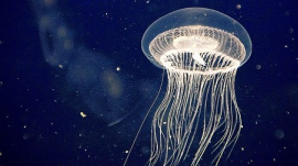 小记者冯靖宸作品丨海洋馆的水母