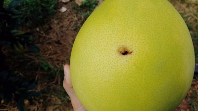 1500个挂果柚被扎！大埔警方：正全力侦查中