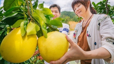 预计总产量约50万吨！我市蜜柚本月下旬上市啦...
