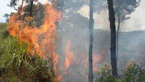 祭祖不慎引发山火 梅县一女子被判刑还要补植复绿