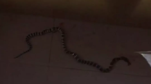 卧室惊魂！丰顺这家人半夜听到异响，开灯后吓坏了…