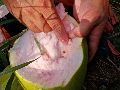 谁干的？1500个挂果柚遭黑手，大埔柚农损失惨重