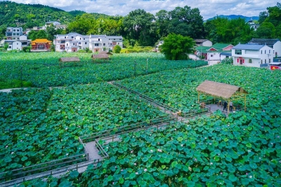 满塘荷香引客来！大埔黄堂村以莲子产业带动发展文旅产业