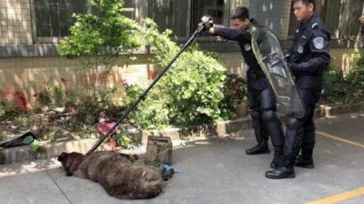 恶犬出没！东莞一藏獒连伤4人还扑咬民警，果断击毙！