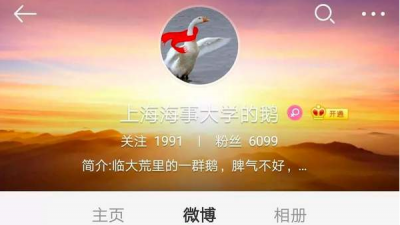 欢迎新鹅入学！这所大学“录取”了一只鹅...