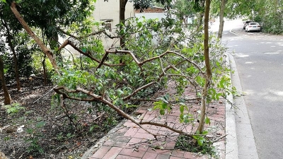 树枝折断变身人行道“拦路虎”...坐标：梅城江南嘉运路