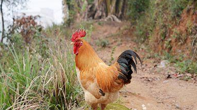 客都议事厅丨“鸡司令”吴文超成功创业的启示