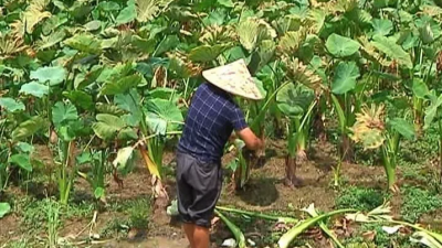 平远农村土地确权登记颁证基本完成，颁证率达98.78%