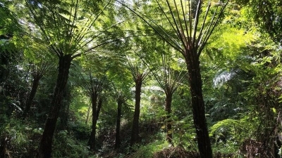 时评丨别让“桫椤卫士”的心血白费