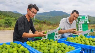 口水都要流出来了！丰顺成西村“三无”柠檬大丰收