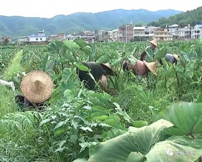 平远东石镇：实施乡村振兴战略 加快建设美丽东石