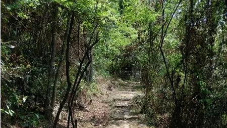 村民参与乡贤助力！平远热柘镇韩坑岽古驿道重焕新生