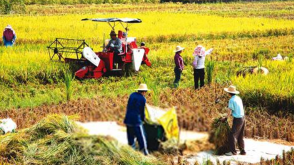 首届“中国农民丰收节”9月23日举办 梅州设分会场