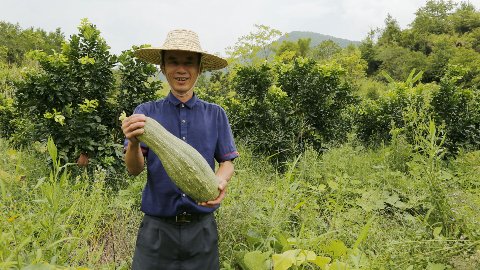 瓜农笑开颜！大埔大麻镇中兰村收获南瓜4万斤