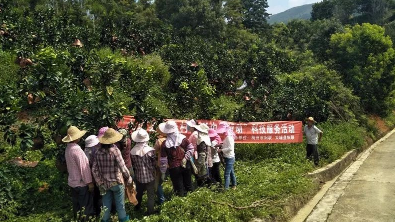 喜讯 ！全国农业产业强镇示范建设启动 大埔县湖寮镇入选