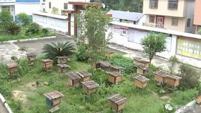 平远泗水：“空中产业”成了精准扶贫的“甜蜜事业”