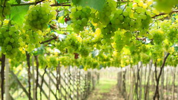 一把手访谈丨五华县委书记吴晖：加快建设“工匠之乡·宜居五华”