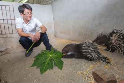 辞去高管工作回乡养豪猪，大埔这小伙还要开连锁体验店…
