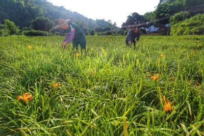 遍地黄花似金针！大埔银江镇金针菜迎来丰产