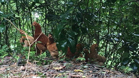 只因“鸡啄苗”  五华老汉抄起扁担就向邻居抡去…