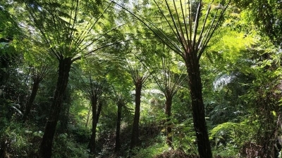 五华老伯培育珍稀植物引关注：桫椤树管护将进一步落实