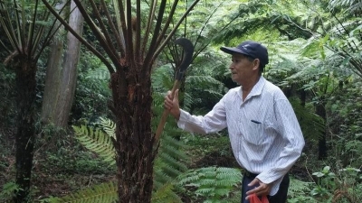 五华长布这老伯15年来培育300多株桫椤，如今谁来管护？