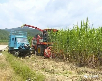 平远：千亩狼尾草成“致富草”  盛夏收割繁忙助农脱贫