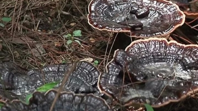 平远上举：发展林下经济，助农增收致富