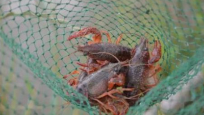 小龙虾“蹦出”脱贫路！来看梅县雷甘村如何变“荒”为宝