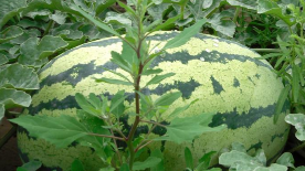 诗词赏析｜西瓜诗